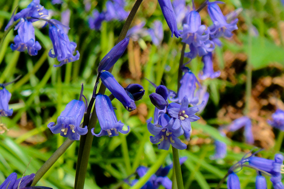 Bluebells in Leigh Woods